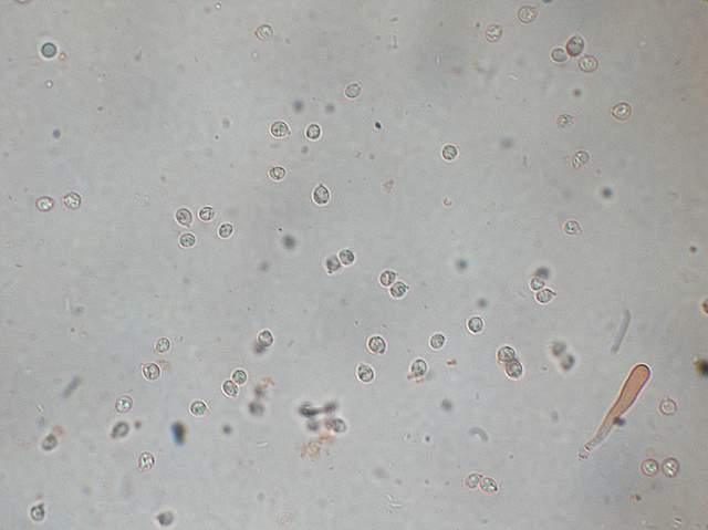 Camarophyllopsis atrovelutina  (Romagn.)  Argaud